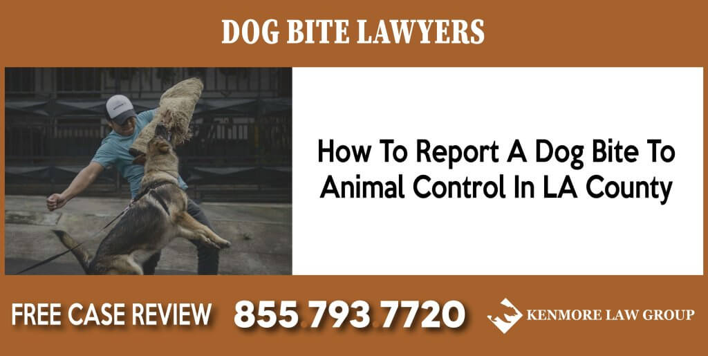 How To Report A Dog Bite To Animal Control In LA County lawyer attorney liability sue